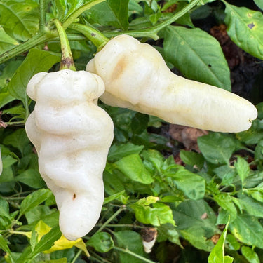 Banestrain White - Seeds - The Pepper Pantry (Formerly Marie Sharp's)